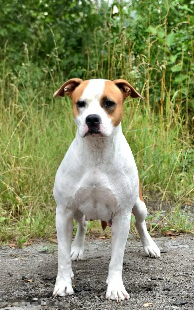 Feeling Of Victory Mega Amstaff