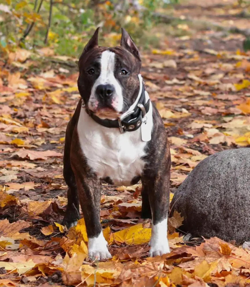 Rus Neva-Da Perfect Choice