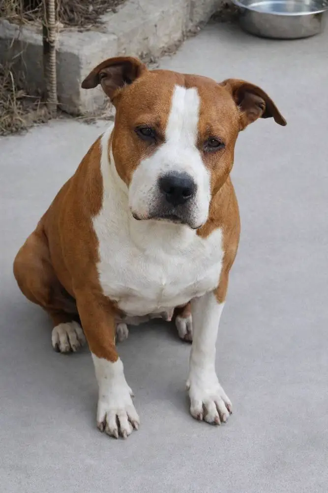 Euphoristica d'Moonlight