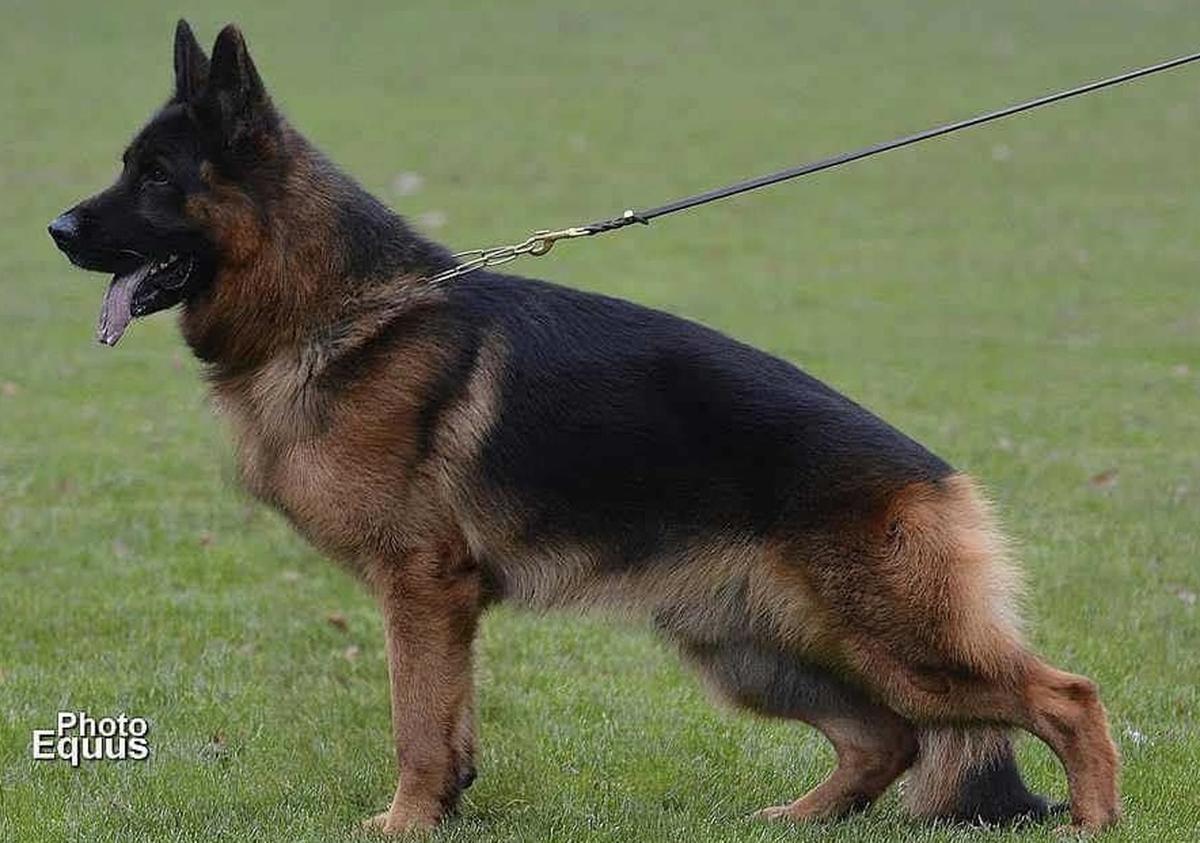 Ubo vom Finkenschlag