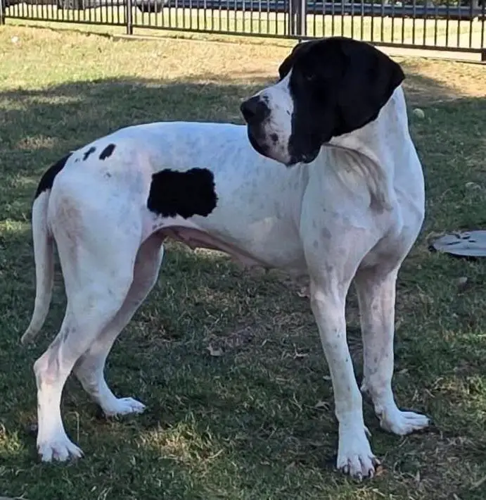 Amzedel's Dead Before Desert At Scoober Danes