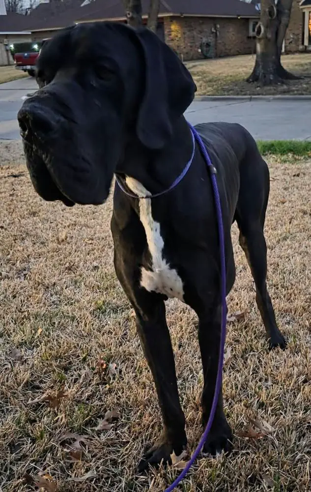 Scoober Danes Stop Asking Why