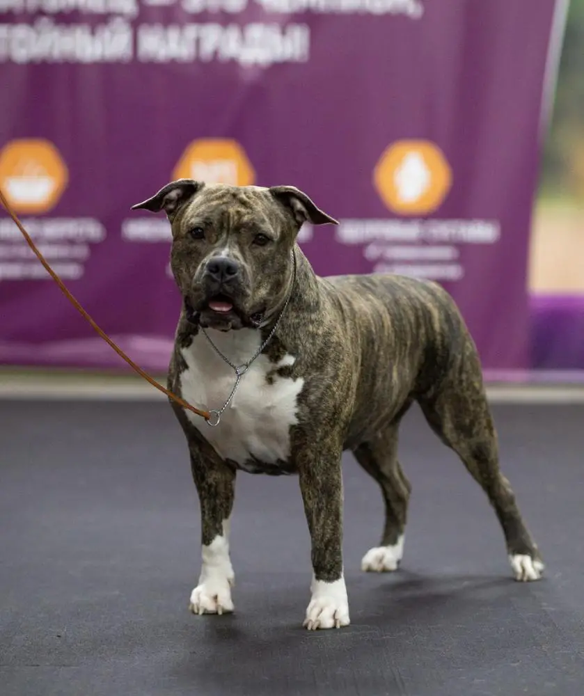 STORM IN SOUL BRAUNI