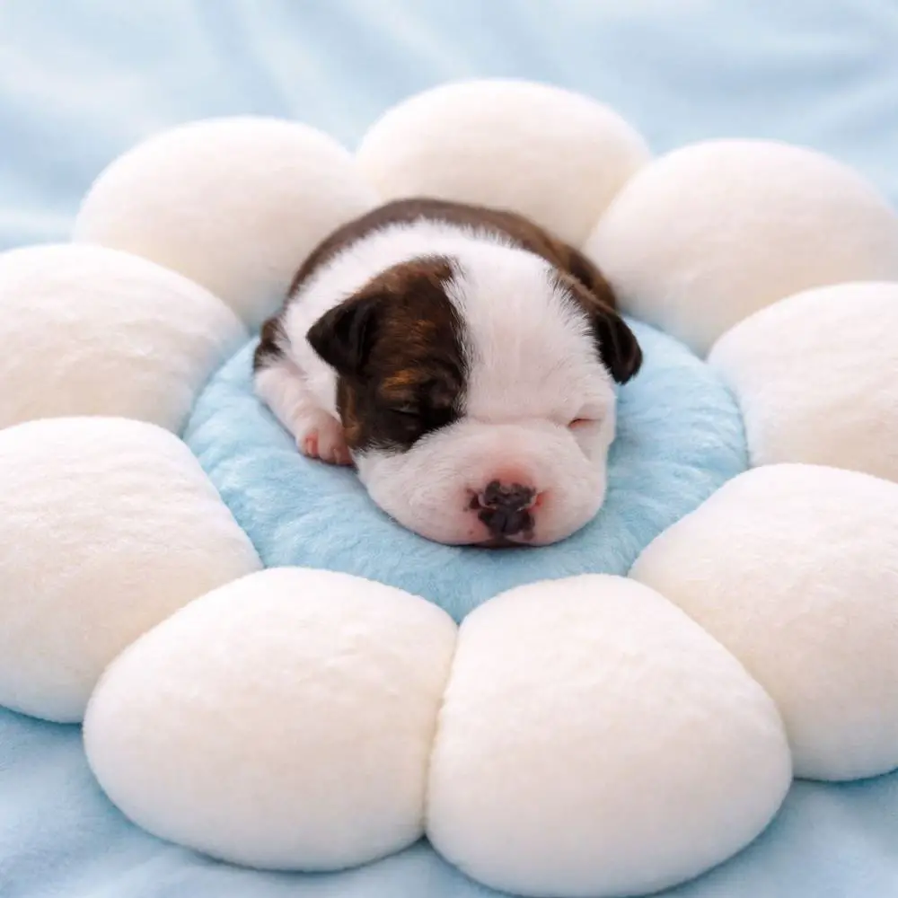 Staff Absoljut Tudor Drive Of Spirit