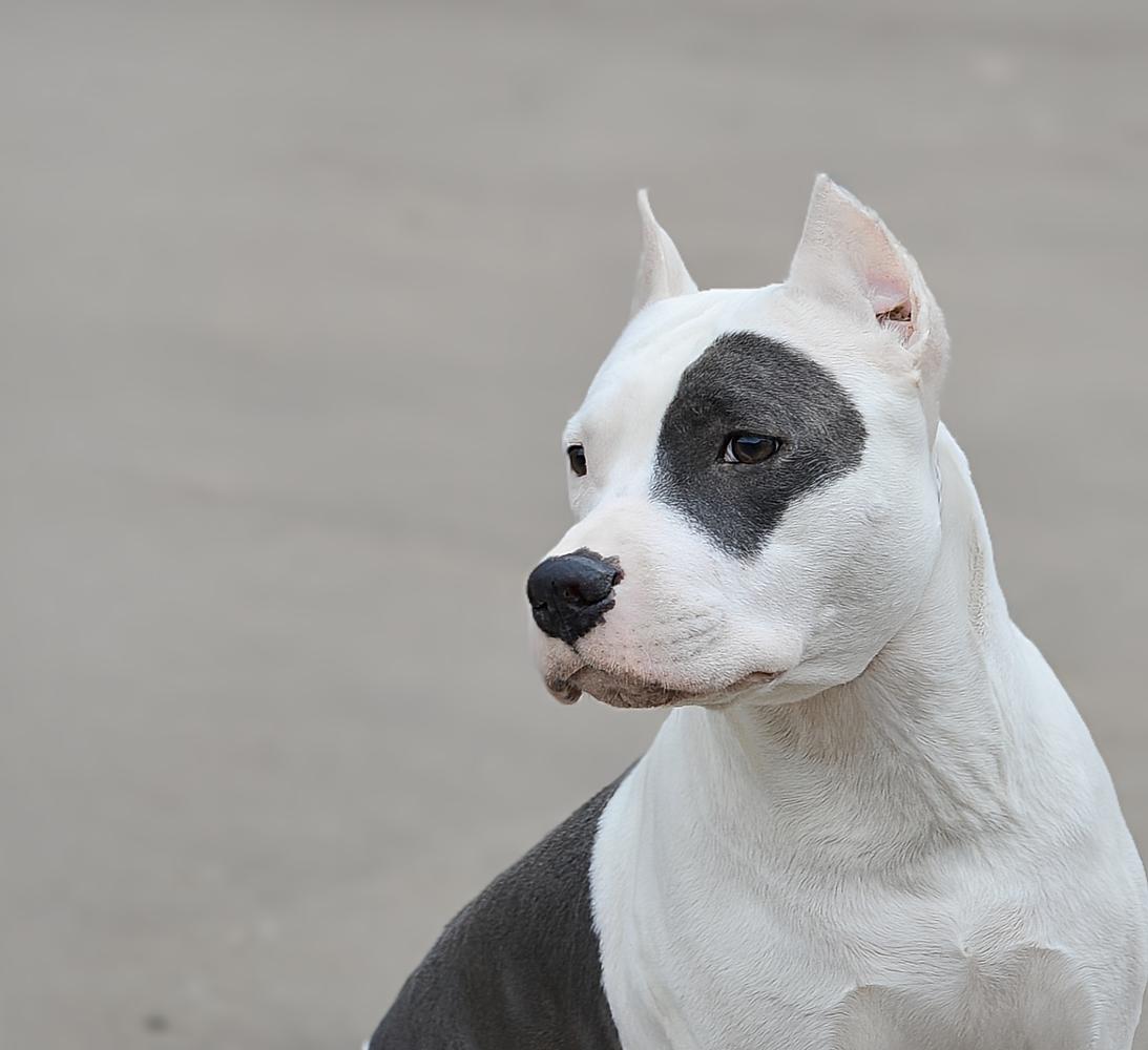 FLORI IZ TERRIER CITY