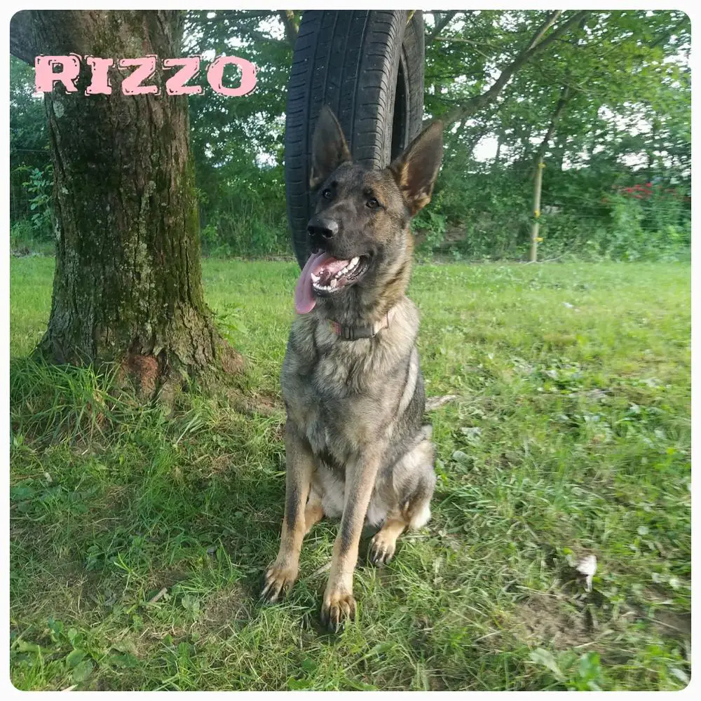 Rizzo Louise Von McGuire