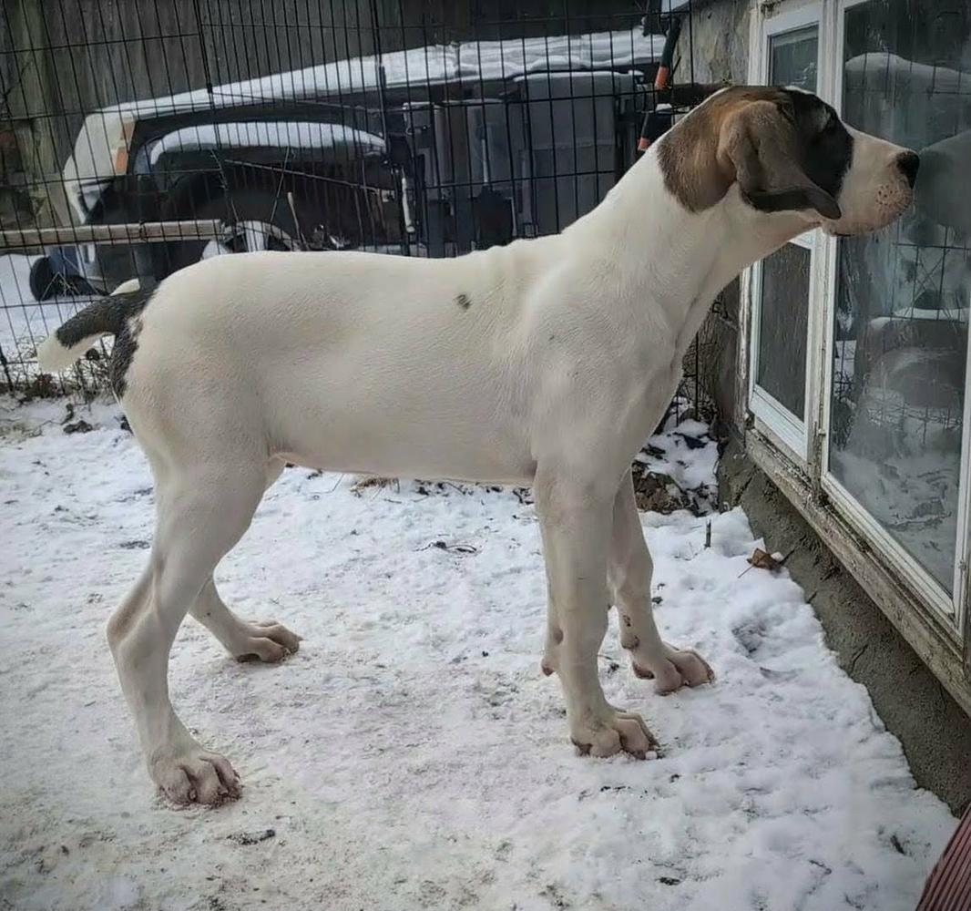 Monarchs Goody Goody Gumdrops