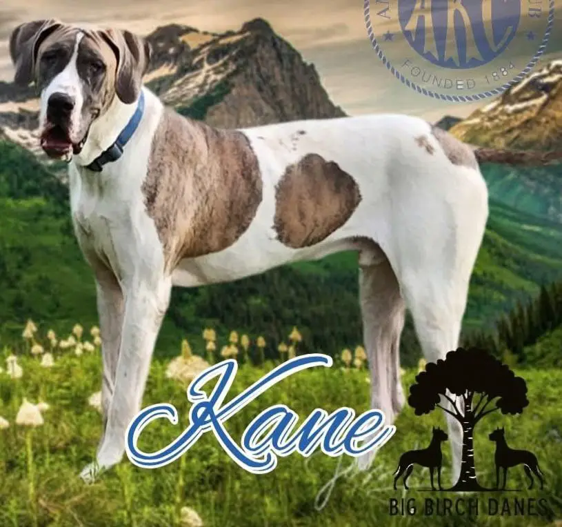 Monarchs Kool Blue Kyanite @BigBirch