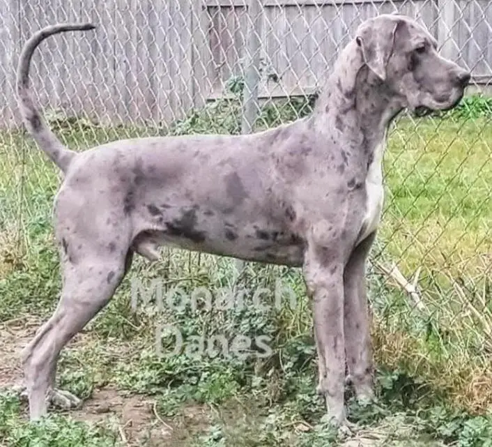 Monarchs Apex Legend Of Zeke