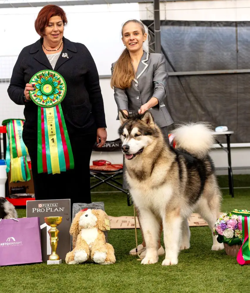 Thule Amaguq's Triumph Excellent In Everything