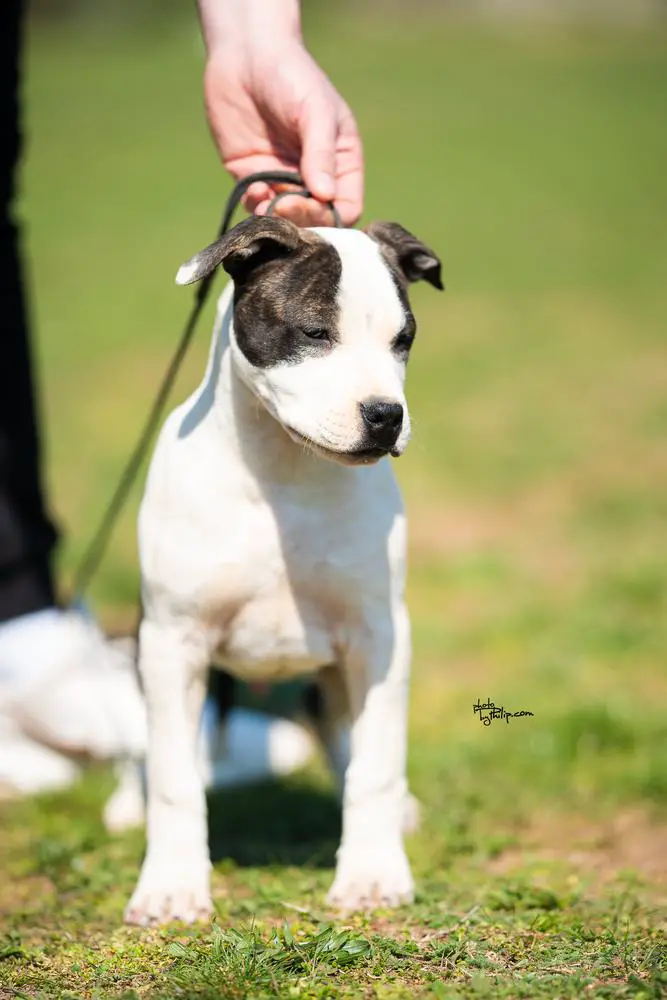 JC Ring Angels Kansas
