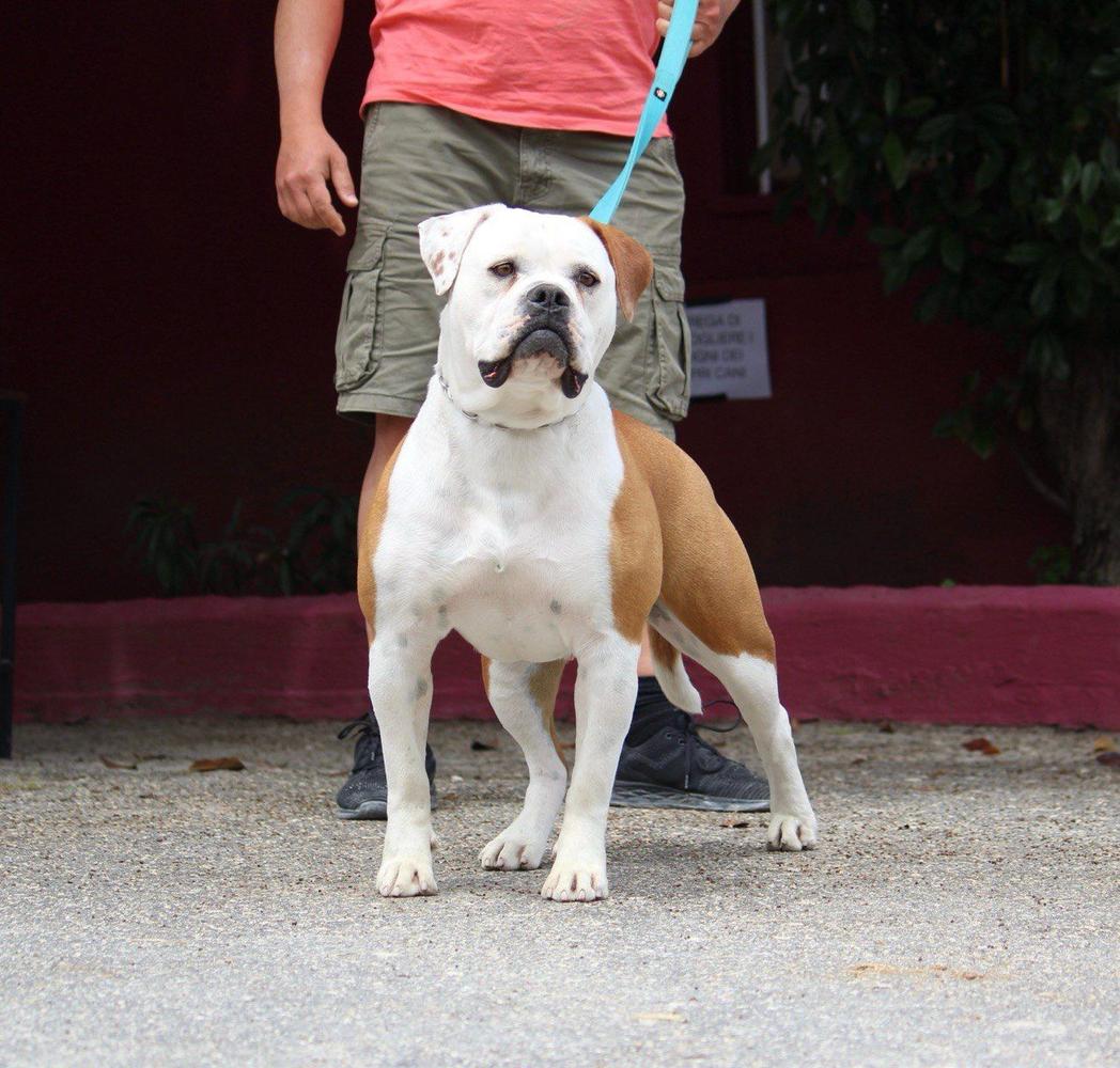 East Side Reign Bali