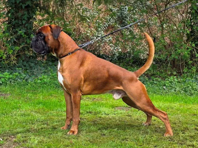 Braveheart The Fifth Element