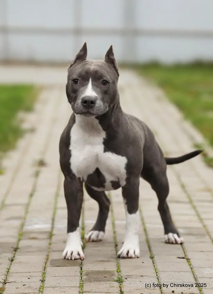 HEYRESS QUEEN SIDERIS