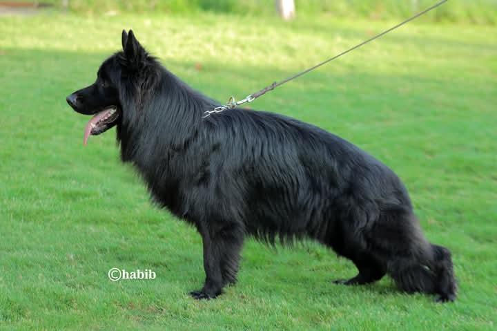 Carlos Team Perfect Kennel