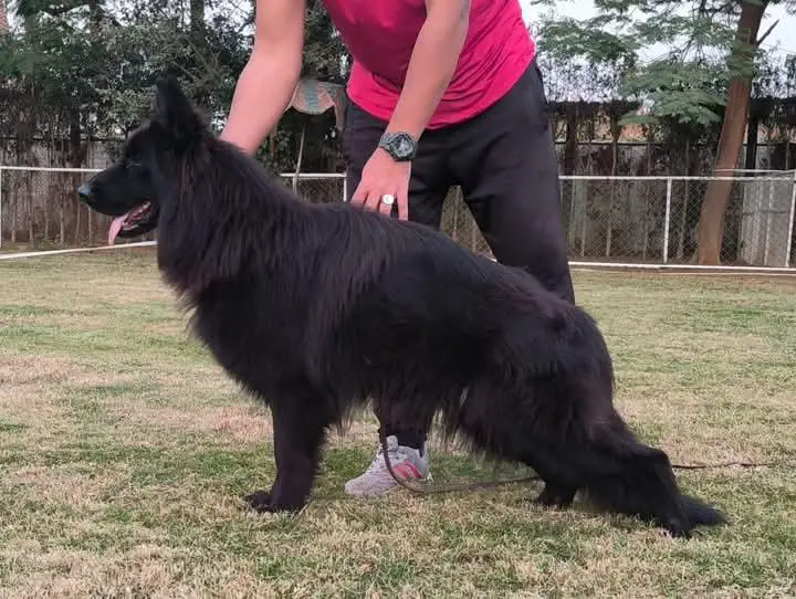 Honey vom Zein Kennel