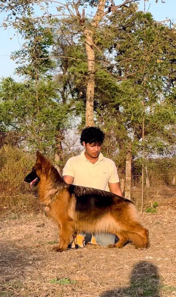 Wolfthrone's Cadbury Aka Nora