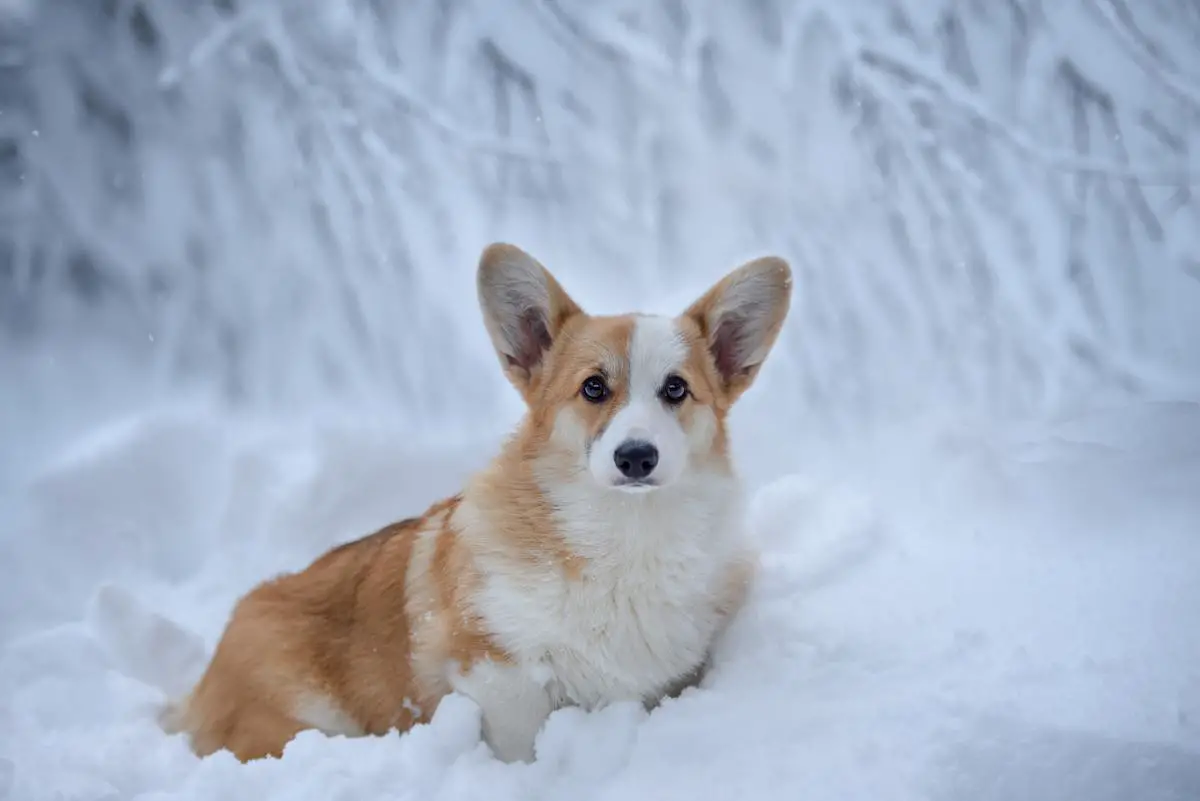 Airyshire Ocean Pearl For Millikor