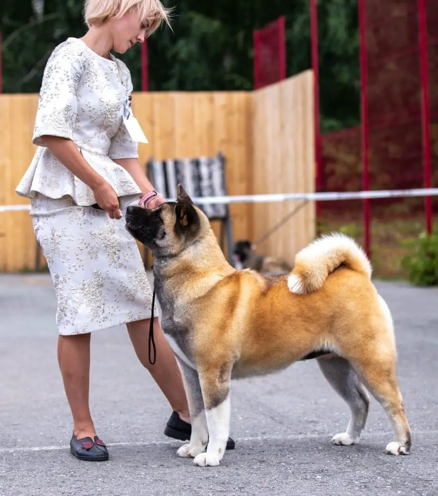 Tiger Timalan Chaynaya Roza