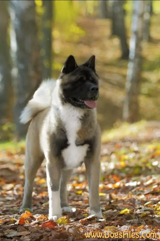 Oregon S Gostinnogo Dvora