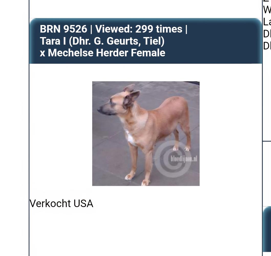 Tara 1 Drh. G geurts Tiel BRN 9526