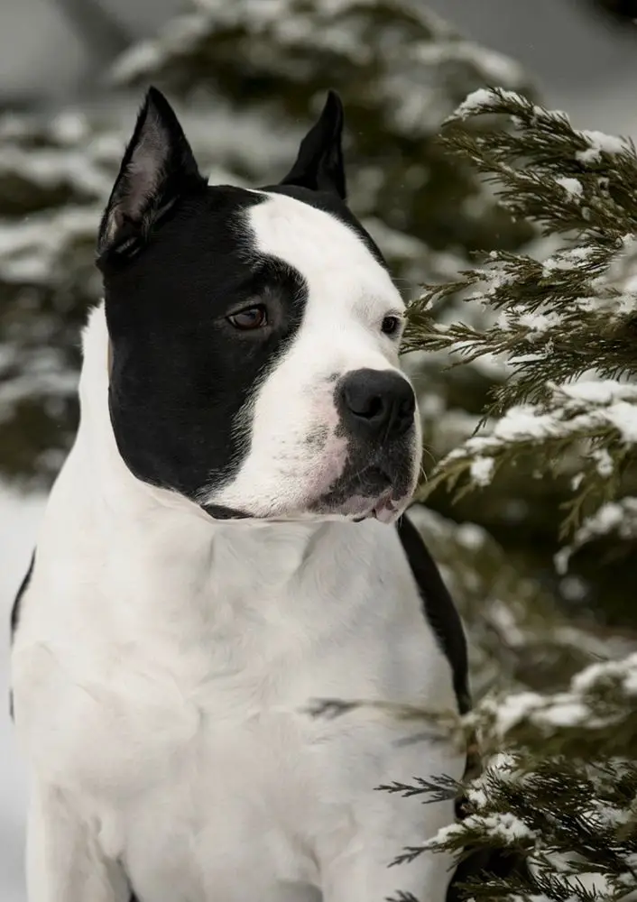 Imperial Gigant Jagger