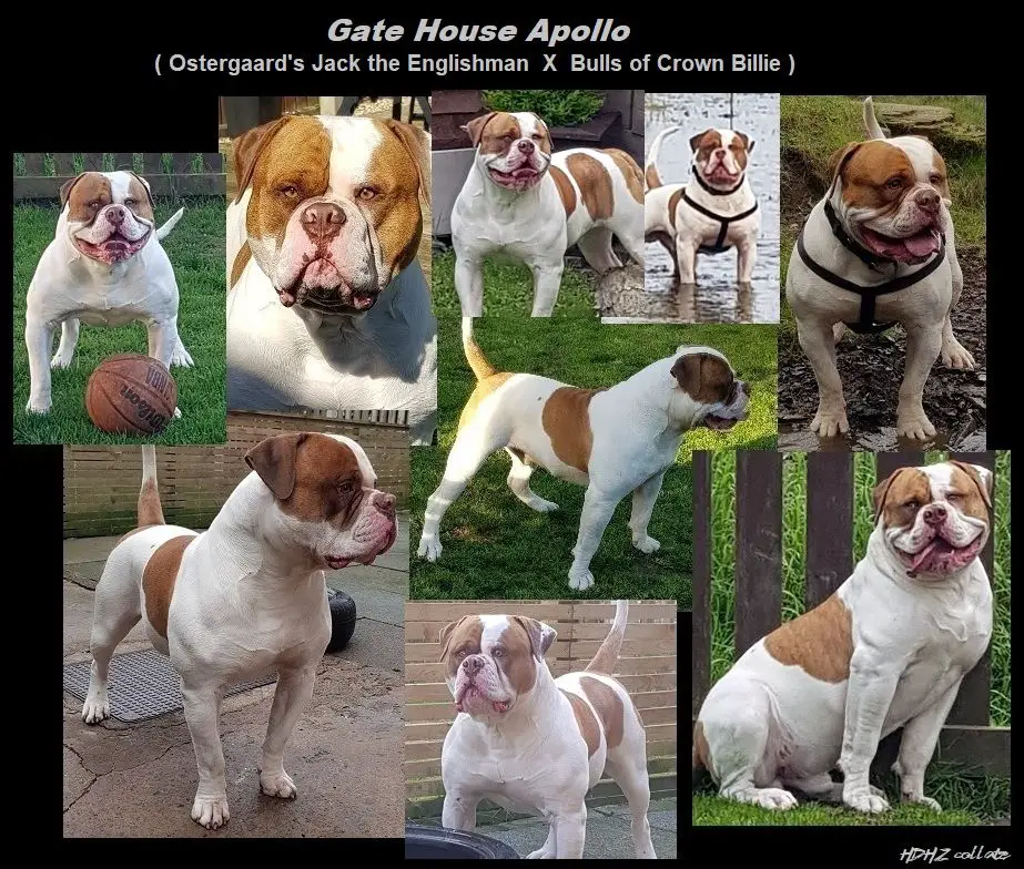 GHB Apollo Apollo