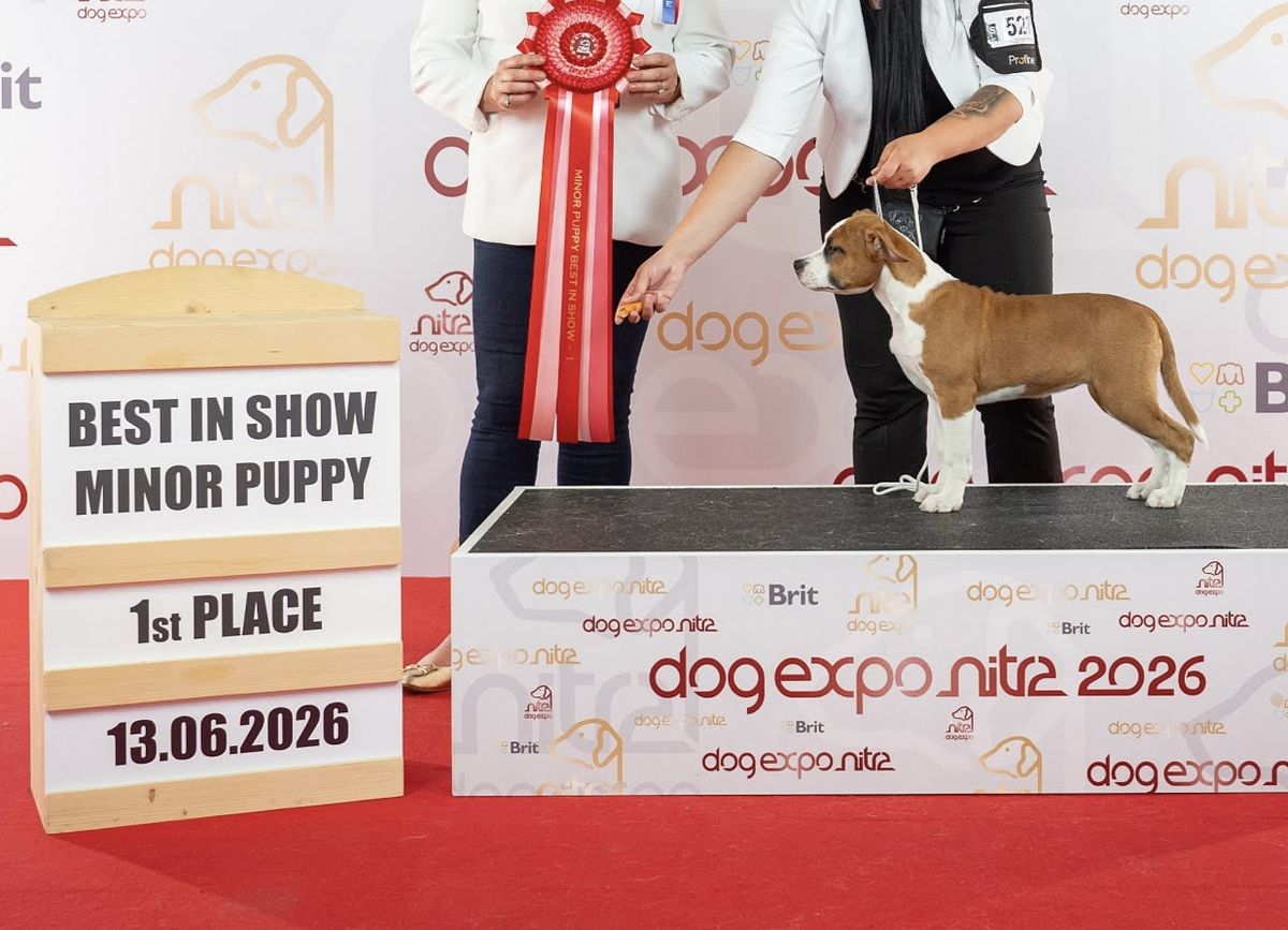 Pretty Nala Royal Gold line