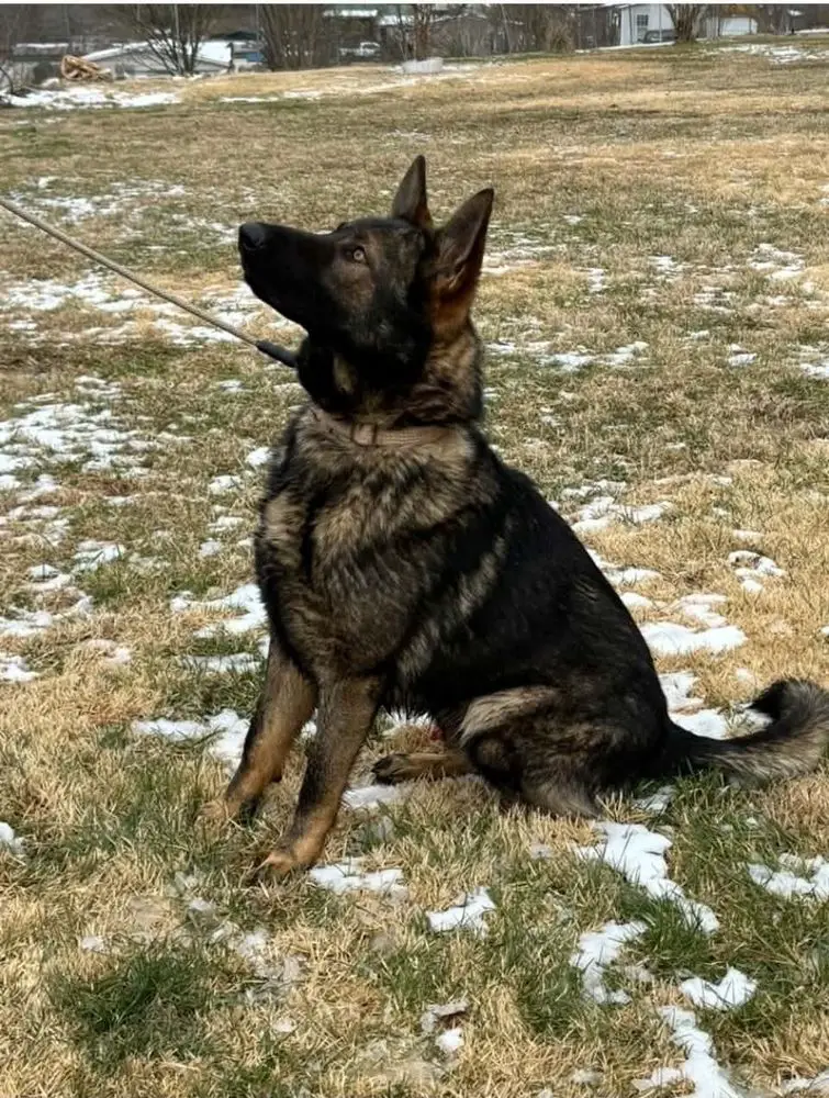 Dago Von Dak