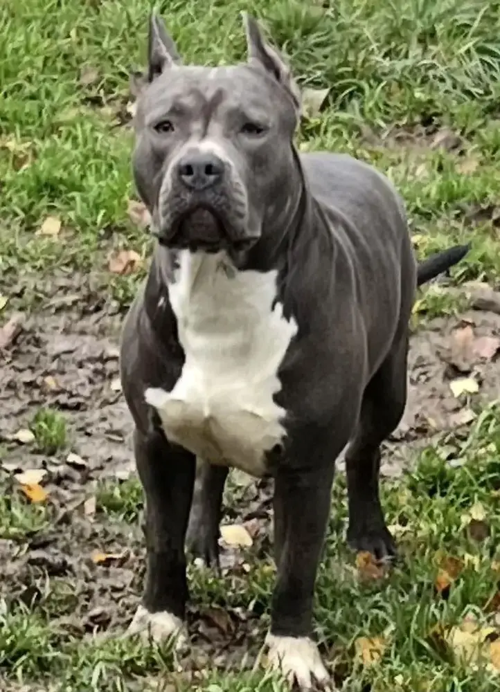 Darling Blu Zvezda Polesya