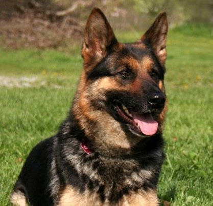 Vom rheinland shop german shepherds