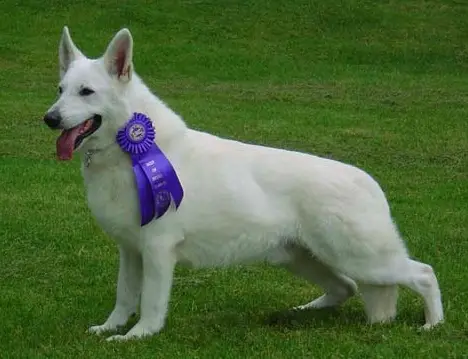 UKC GRCH/IABCA INTL Tumbledown's Super Sonic
