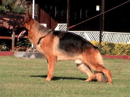 Pumba von