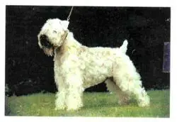 Danterri Wheaten Kris