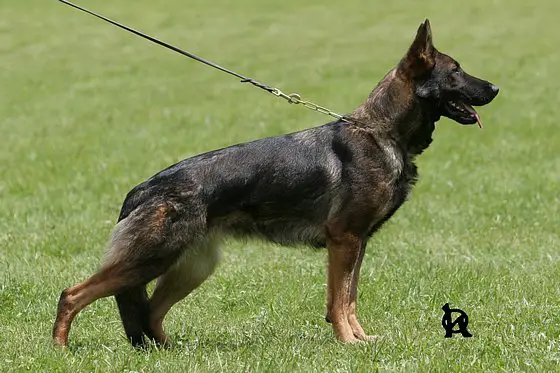 Cmku dog best sale pedigree