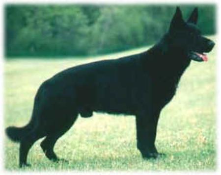 Valiantdale s Boss Vom Icon