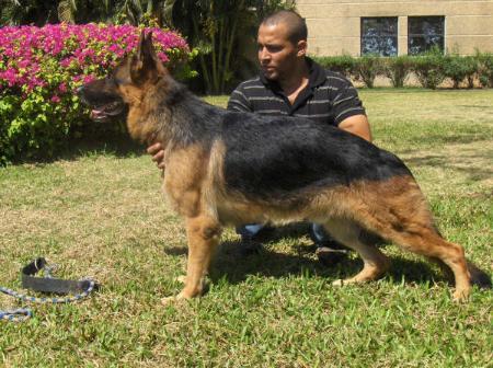 royal german shepherd