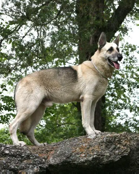 Rin tin tin german hot sale shepherd