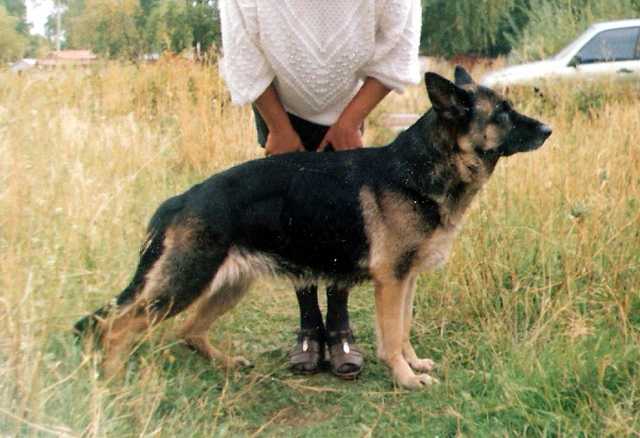 Olderhill german shepherd cheap