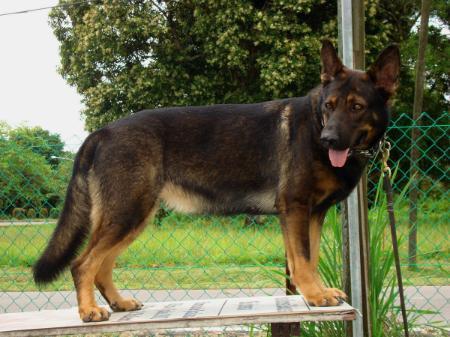 german shepherd savvy