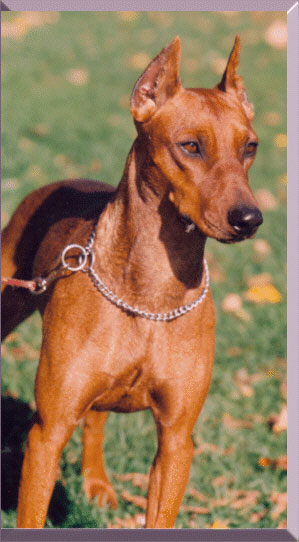 GIGI de la Capelliere