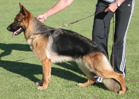 champagne german shepherd