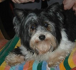 Flip von der Puppi Ranch