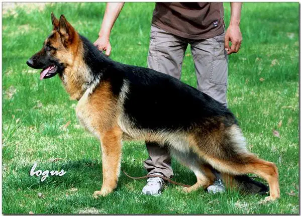 german shepherd belt