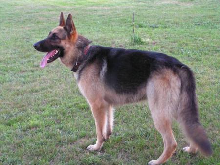 stonehill german shepherds