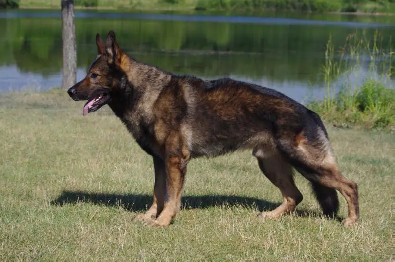 Vom gildaf hot sale german shepherds