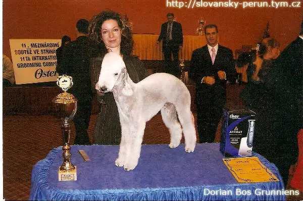 DORIAN Bos Grunniens