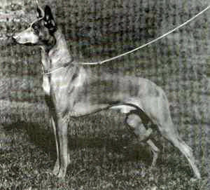Antefa's Bchepherure