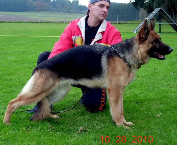 von der otto german shepherds