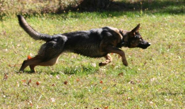 vom gildaf german shepherds